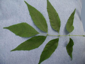 Green ash - one compound leaf, with 7 leaflets