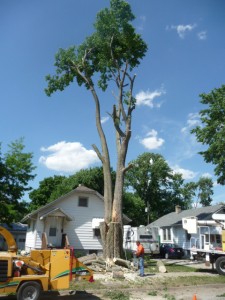 Lumberjack Tree Service removing tree (June 3, 2014)