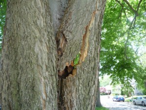 Damaged Tree limb (May 23, 2014)