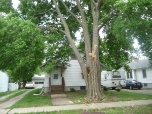 Tree depicting first limb missing and additional tree damage (June 2, 2014)