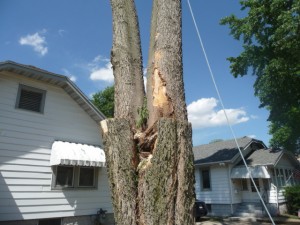 Lumberjack Tree Service removing tree (June 3, 2014)