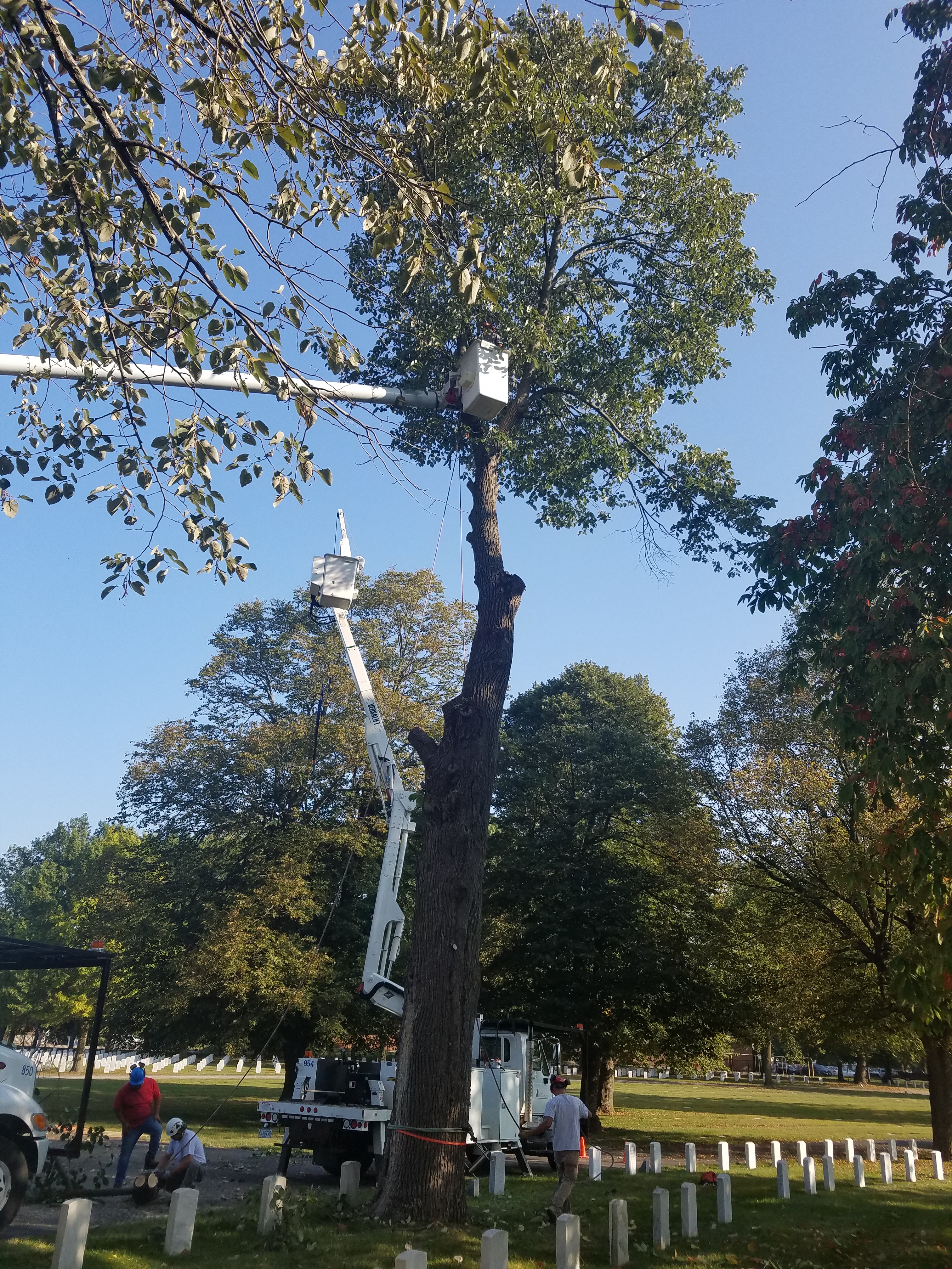 Tree-Removal-PWD-2017-09-29 - City of Champaign