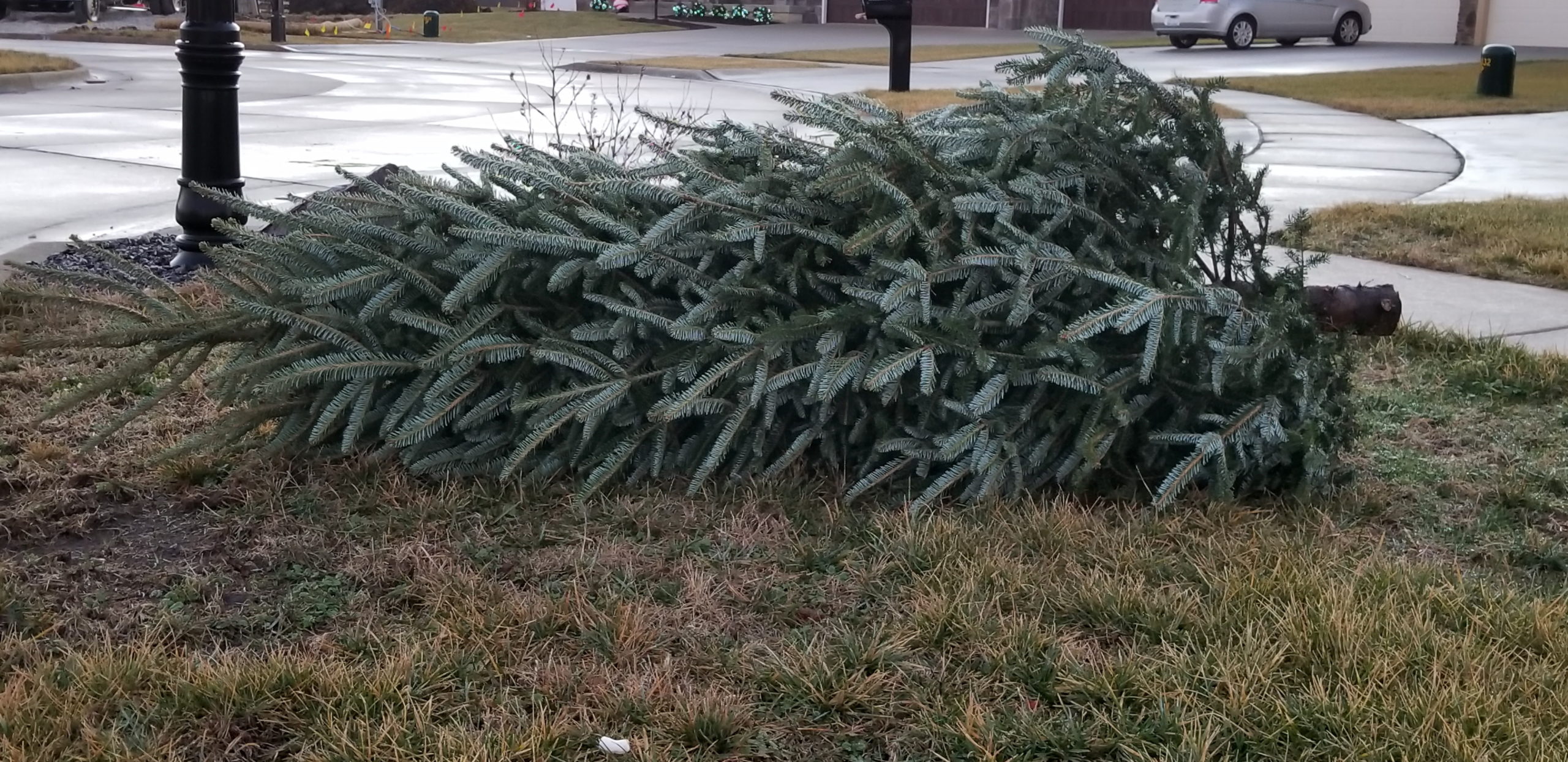 Discarded Christmas tree